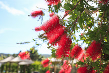 Bottlebrush Tree/Beauty Exotic Red Flower Of Bottlebrush Tree. Callistemon.