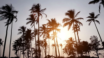 Wall Mural - palm trees on the background of a beautiful sunset