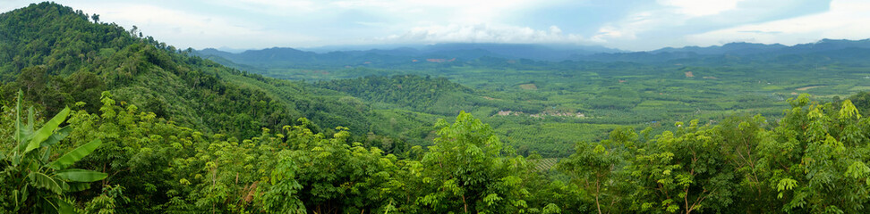 tropical forest