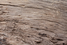 Wood Texture, Beach Dead Wood Texture Showing Cracked Pattern