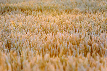 Poster - Wheat field