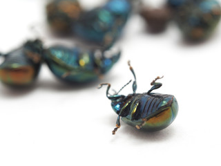 a beetle on a white background