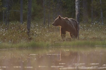 Wall Mural - brown bear at sunset