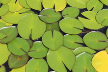 "Dwarf White Waterlily" Pads In Innsbruck, Austria. Its Scientific Name Is Nymphaea Candida, Native To  Europe And West Asia. (See My Other Plants)