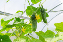 Flowers And Fruits Ripened Cucumbers In The Greenhouse