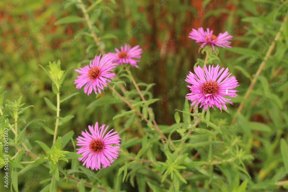 "New York Aster" flowers (or Michaelmas Daisy) in Innsbruck, Austria. Its scientific name is Aster Novi-Belgii, native to Canada and USA. (See my other flowers)