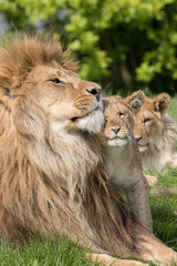 Wall Mural - father and daughter. lion and lioness cub close together showing affection.