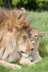 Wall Mural - father and daughter. lion and lioness cub close together showing affection.