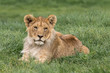 Male lion cub lying in grass