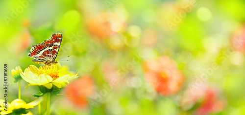 Summer  -  Garden with beautiful flowers and butterfly