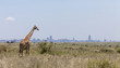 giraffe and Nairobi skyline