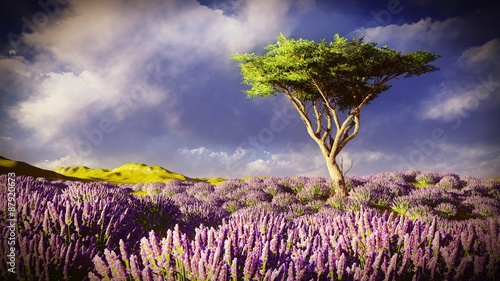 Naklejka dekoracyjna Lavender fields 