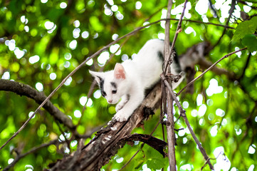 cute little kitten on the tree in garden / cat climbing the tree