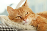 Fototapeta Koty - Red cat resting indoors