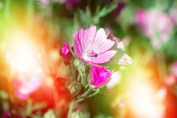 Wall Mural - beautiful flowers on sunny magic background. toned