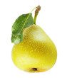 pear with water drops isolated on the white background