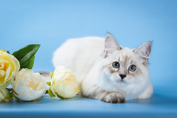 Wall Mural - Neva masquerade kitten on blue background