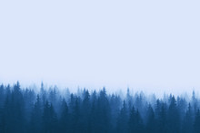 Landscape In Blue Tones - Pine Forest In Mountains With Fog