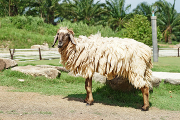 closeup of  sheep in the farm