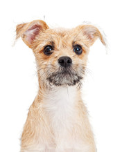 Scruffy Terrier Puppy Close-up