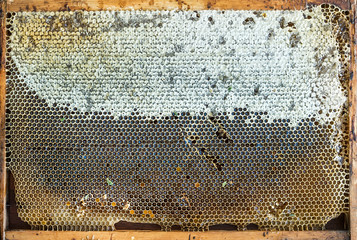 Wall Mural - Fresh organic village honey in honeycombs, top view