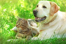 Friendly Dog And Cat Resting Over Green Grass Background