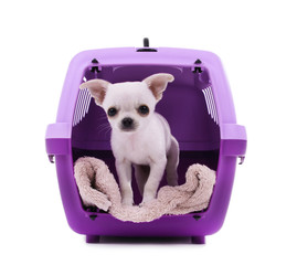 Wall Mural - Adorable chihuahua dog in travel plastic cage isolated on white