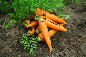 Canvas Print - New fresh carrots on soil in garden