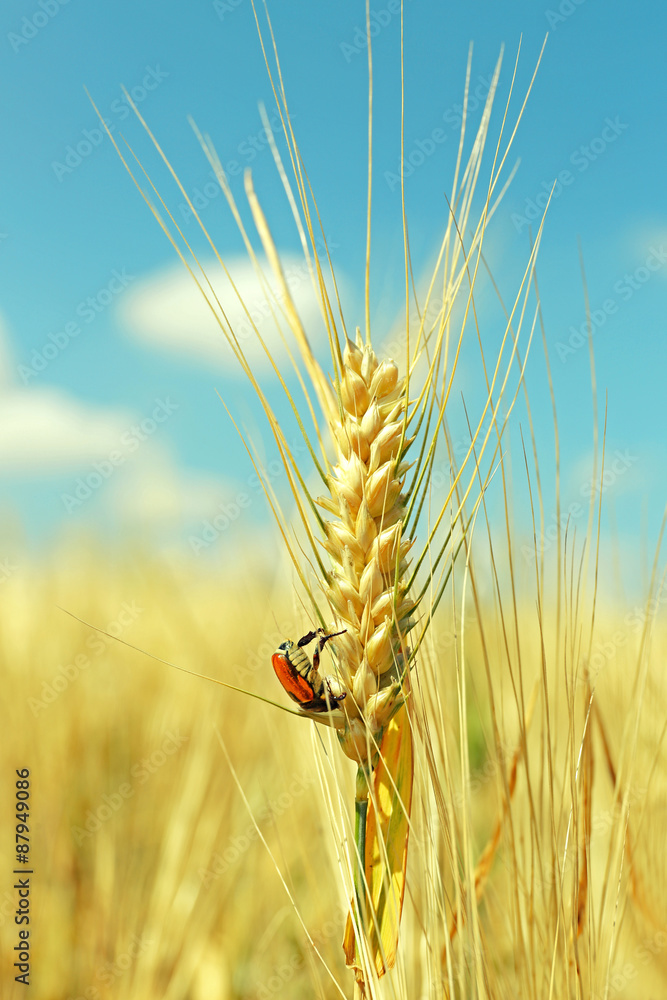 Beautiful beetle on wheat ear in field