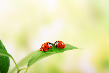 Fototapete - Ladybugs on leaf on blurred background