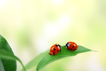 Poster - Ladybugs on leaf on blurred background