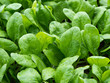 Frischer Spinat - Blattgemüse - Gemüse - Gemüseanbau