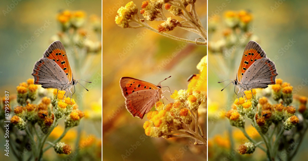 Obraz na płótnie Motyle wśród kwiatów w salonie