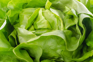 Fresh heart of lettuce