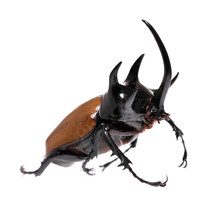 Golden Five Horned Rhino Beetle On A White Background.