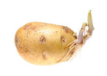 Germinated Potato Isolated On White Background