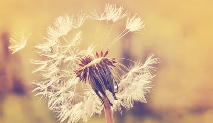 Autumn dandelion close up