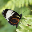  Heliconius Cydno Butterfly on a leaf with a green foliage background.