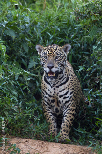 Plakat na zamówienie Jaguar beobachtet die Beute