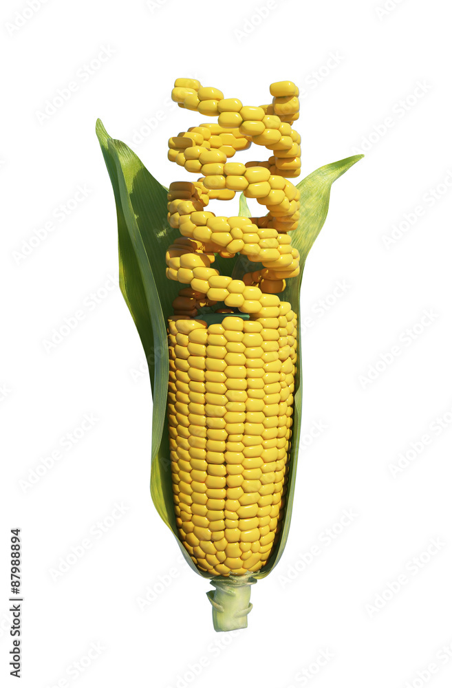 GMO corn - obrazy, fototapety, plakaty 