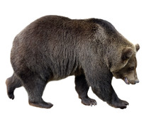 Bear On A White Background