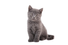 Small Blue British Kitten On White Background. Cat Sitting.