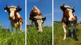 Fototapeta  - krowy