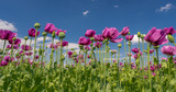Fototapeta Tulipany - OLYMPUS DIGITAL CAMERA