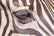 Detailaufnahme Zebra