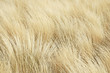 Golden Grass Background / Dried Grass Blowing in the Wind