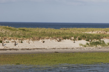 Wall Mural - White sand dunes with green grass.