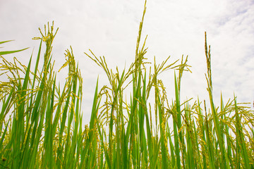 Fields of rice grains