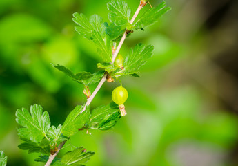 Wall Mural - Green gooseberry on a branch with leafs on a sunny spring day in a close view suggesting healthy fruit