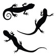 salamander silhouette illustration set